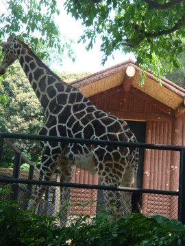 深圳西麗野生動物園
