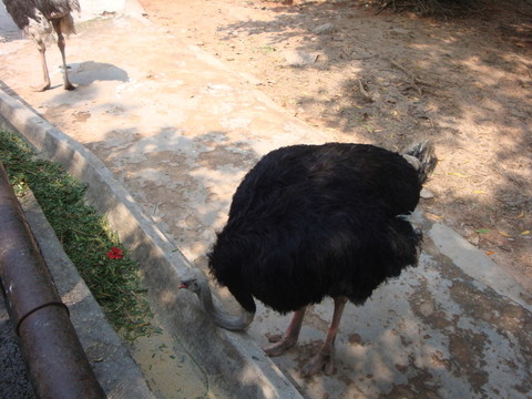 深圳西麗野生動物園