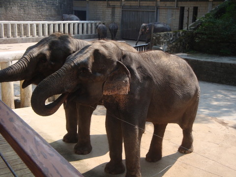 深圳西麗野生動物園