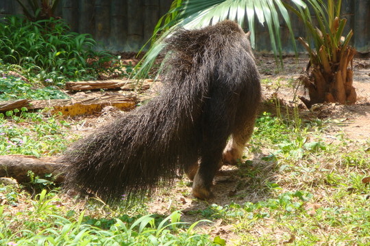 深圳西麗野生動(dòng)物園