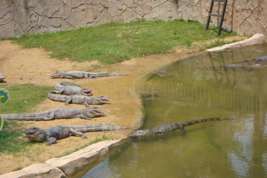 深圳西麗野生動物園