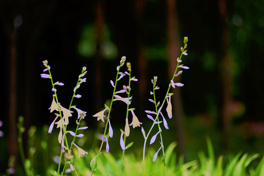 花草（高清）