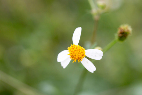 小花 菊花