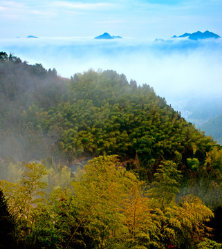 竹林