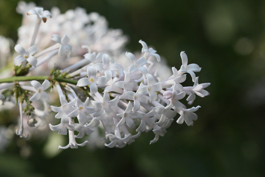 丁香花