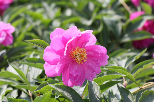 芍藥花