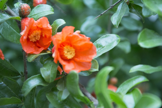 盛開(kāi)的石榴花