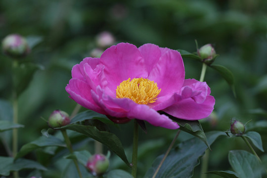 芍藥花