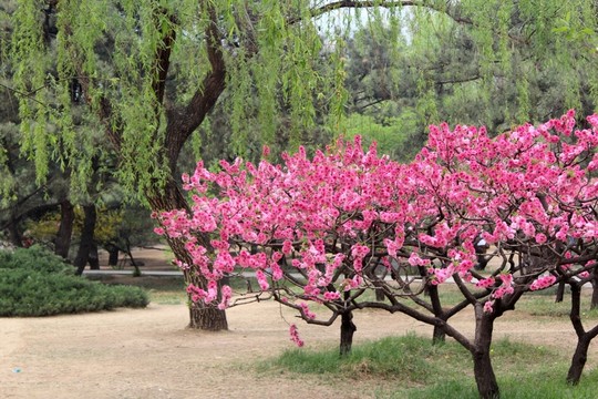 植物園