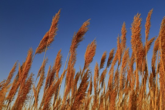 塔河邊的蘆葦花
