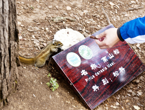 普達措松鼠