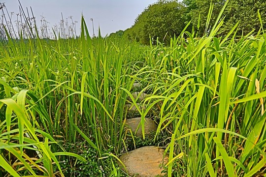 蘆葦中的小道