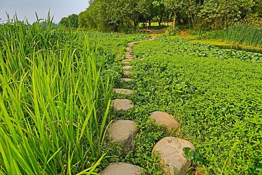 濕地小道