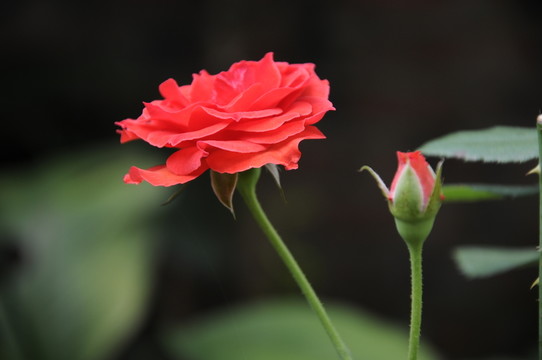 玫瑰花