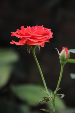 玫瑰花