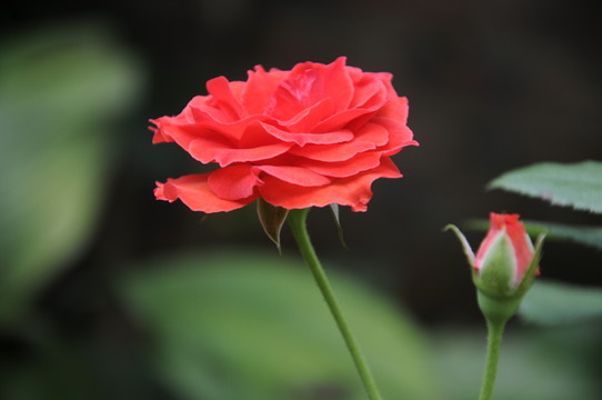 玫瑰花