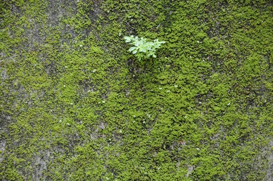 綠苔蘚 墻紋
