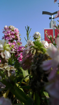 花卉 植物 盆栽 藍(lán)天 戶外