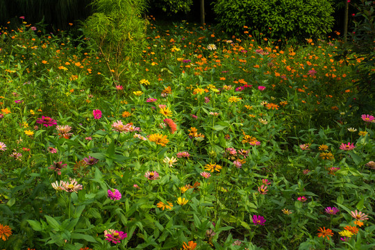 花園