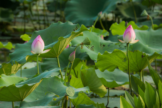 荷花池