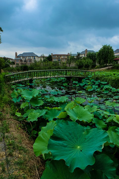 小橋 荷塘