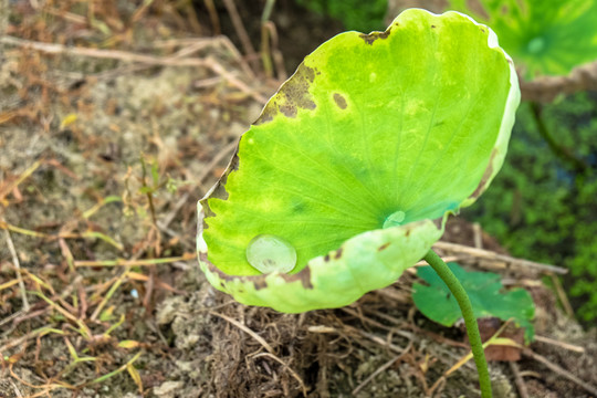 一枝獨(dú)秀