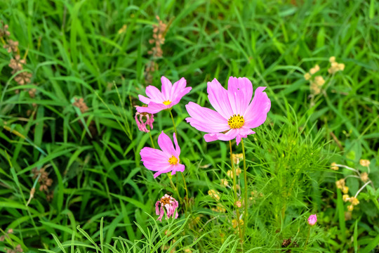 波斯菊
