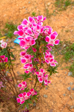 紅花
