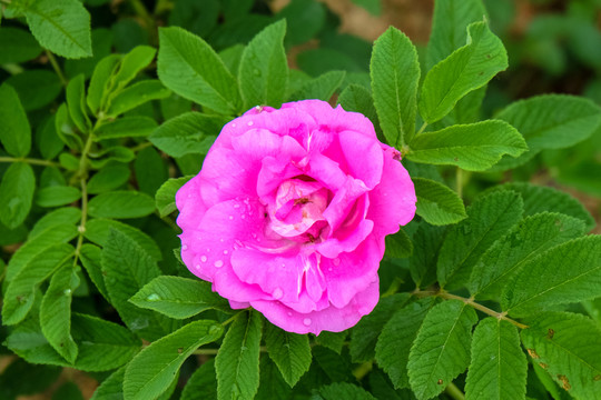牡丹花