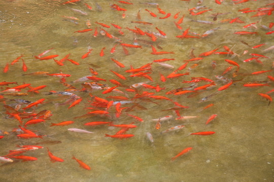 金魚(yú)