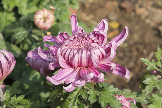 紅色的菊花