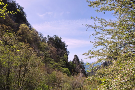 老界嶺風(fēng)光