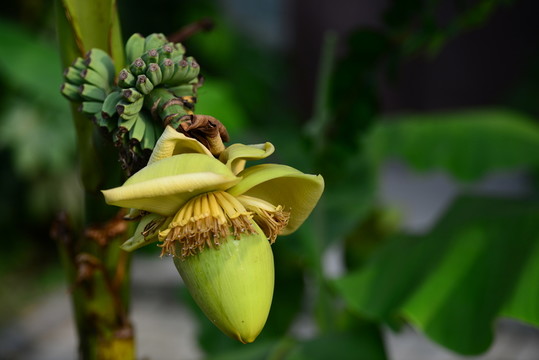 芭蕉