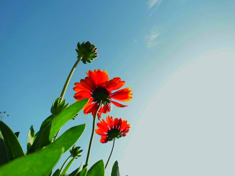 太陽花