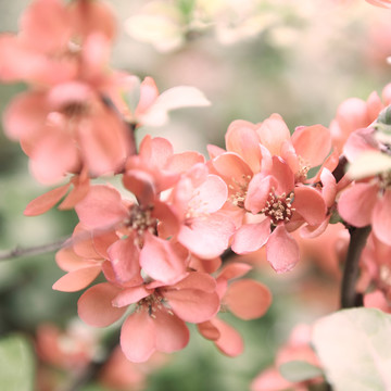 小清新花