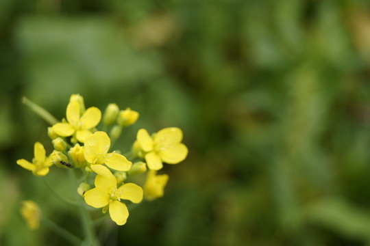 油菜花