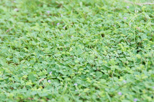 草