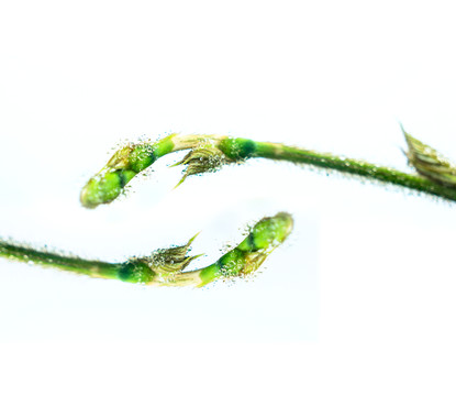 握手 小草