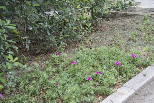 路邊的花朵