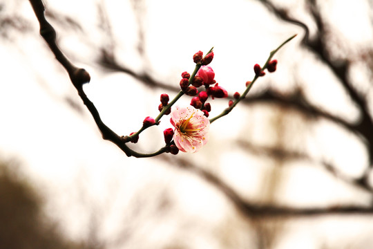 桃花綻放