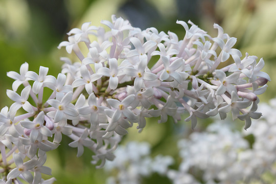 丁香花