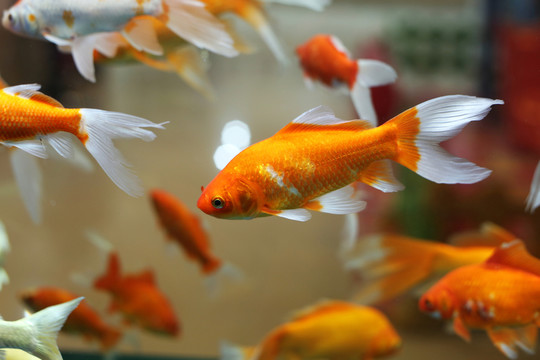 金魚