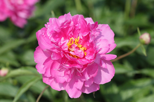 牡丹花
