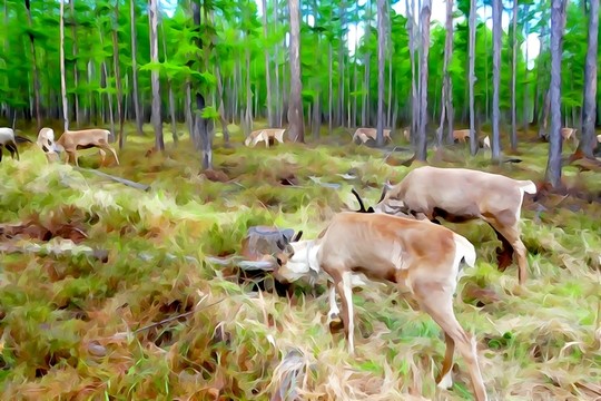 電腦水彩畫 獵鄉(xiāng)鹿影