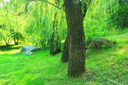 草坪  草場  樹林 樹