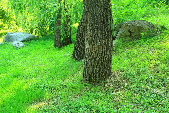 草坪  草場  樹林 樹