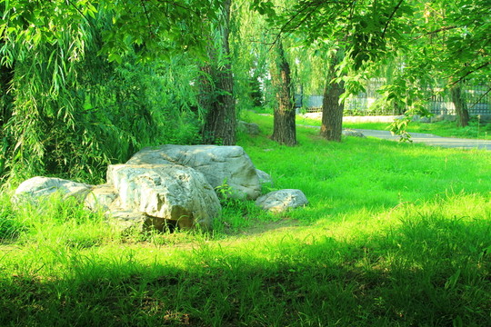 草坪  石頭  樹(shù)林 樹(shù)