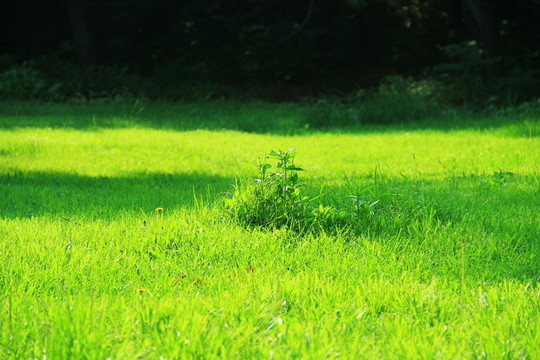草地 綠地