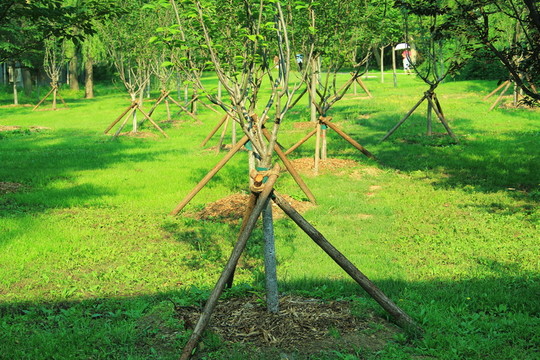 樹林 樹干  草地