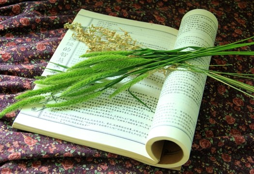 書(shū)  文化  麥穗草